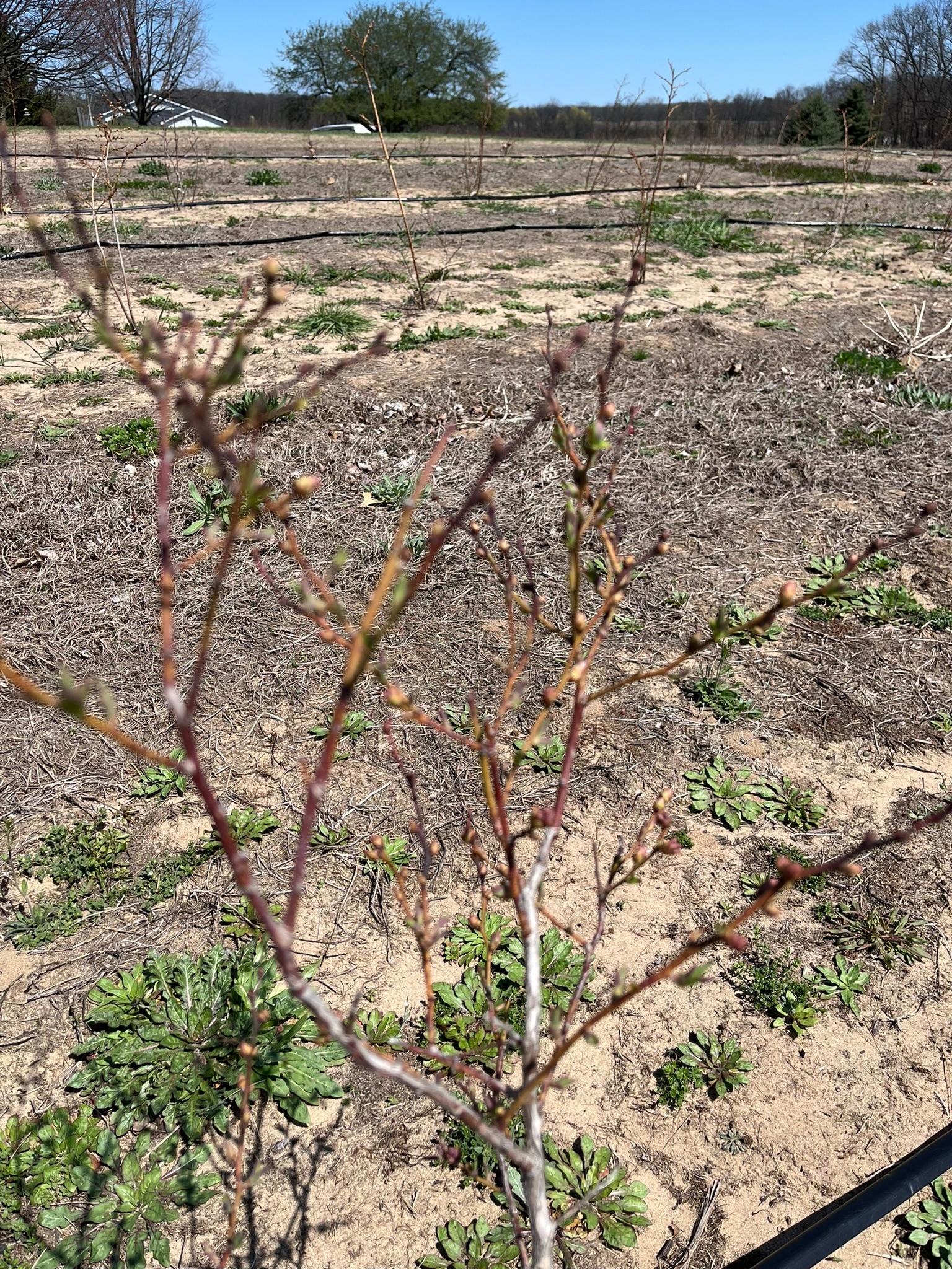 Blueberry_Kapnick_April22_2025.JPEG