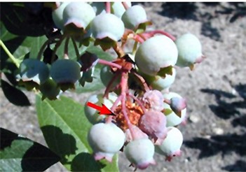 Fig. 13. Masa de seda (flecha) y excremento entre los frutos atacados y maduración prematura causada por la ali- mentación de las larvas de ambas especies.