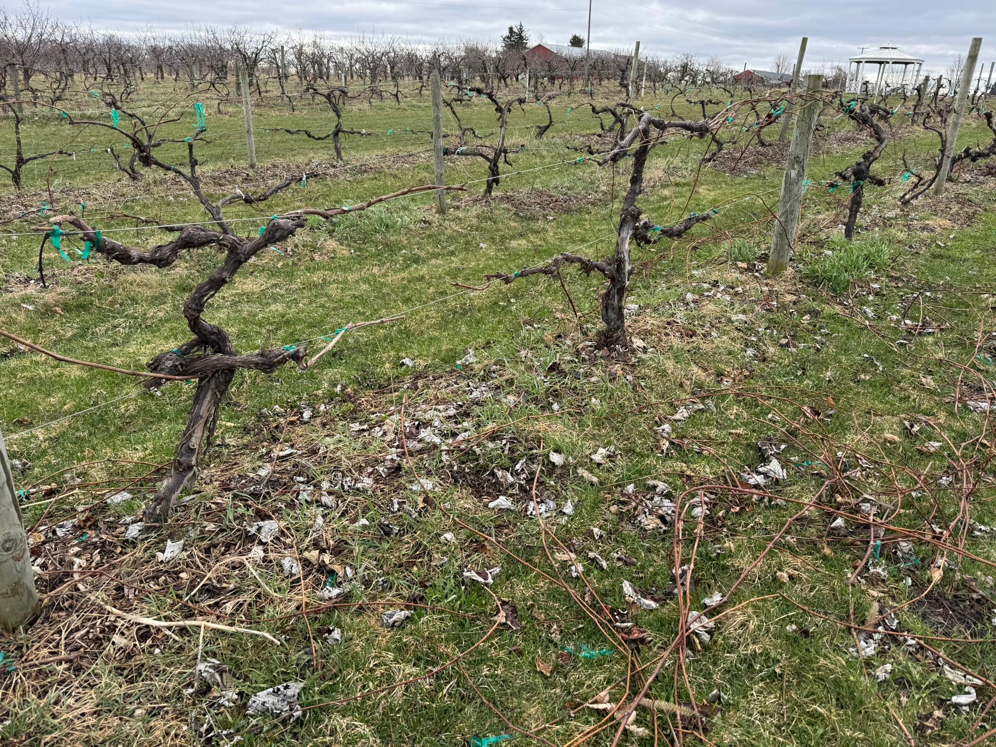 Grape_Spicers_March31_2025.JPEG