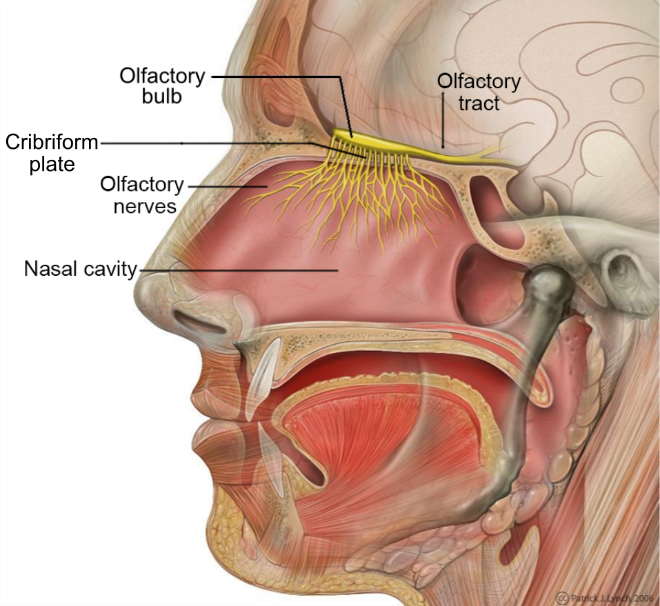 drawing of nasal cavity in a head