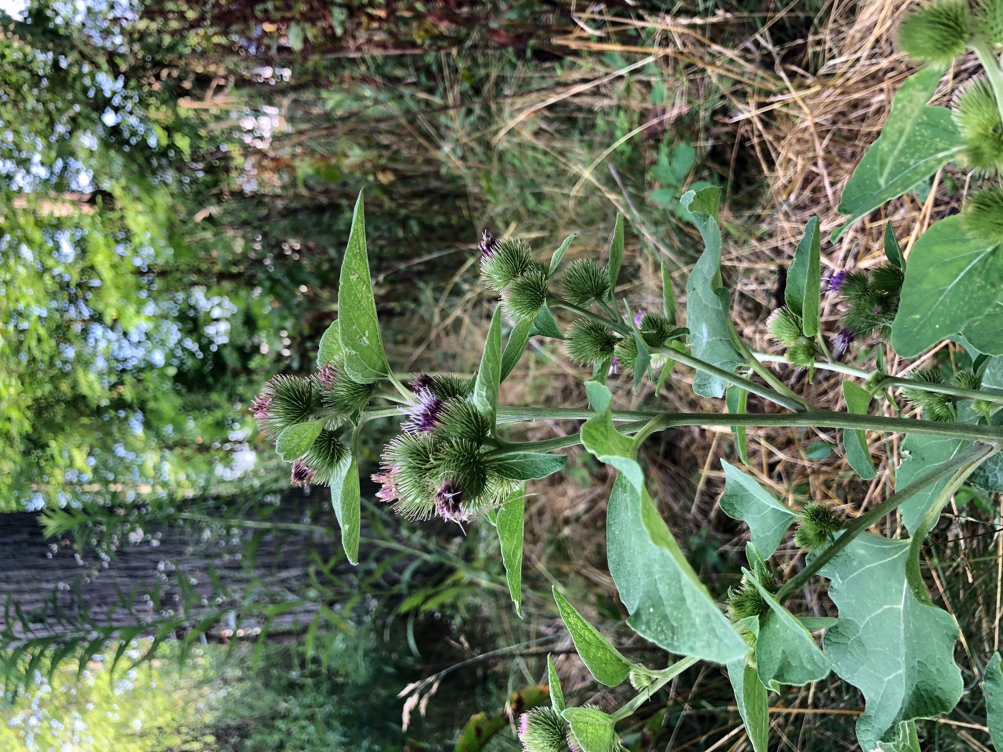 Common burdock with a purple flower. 