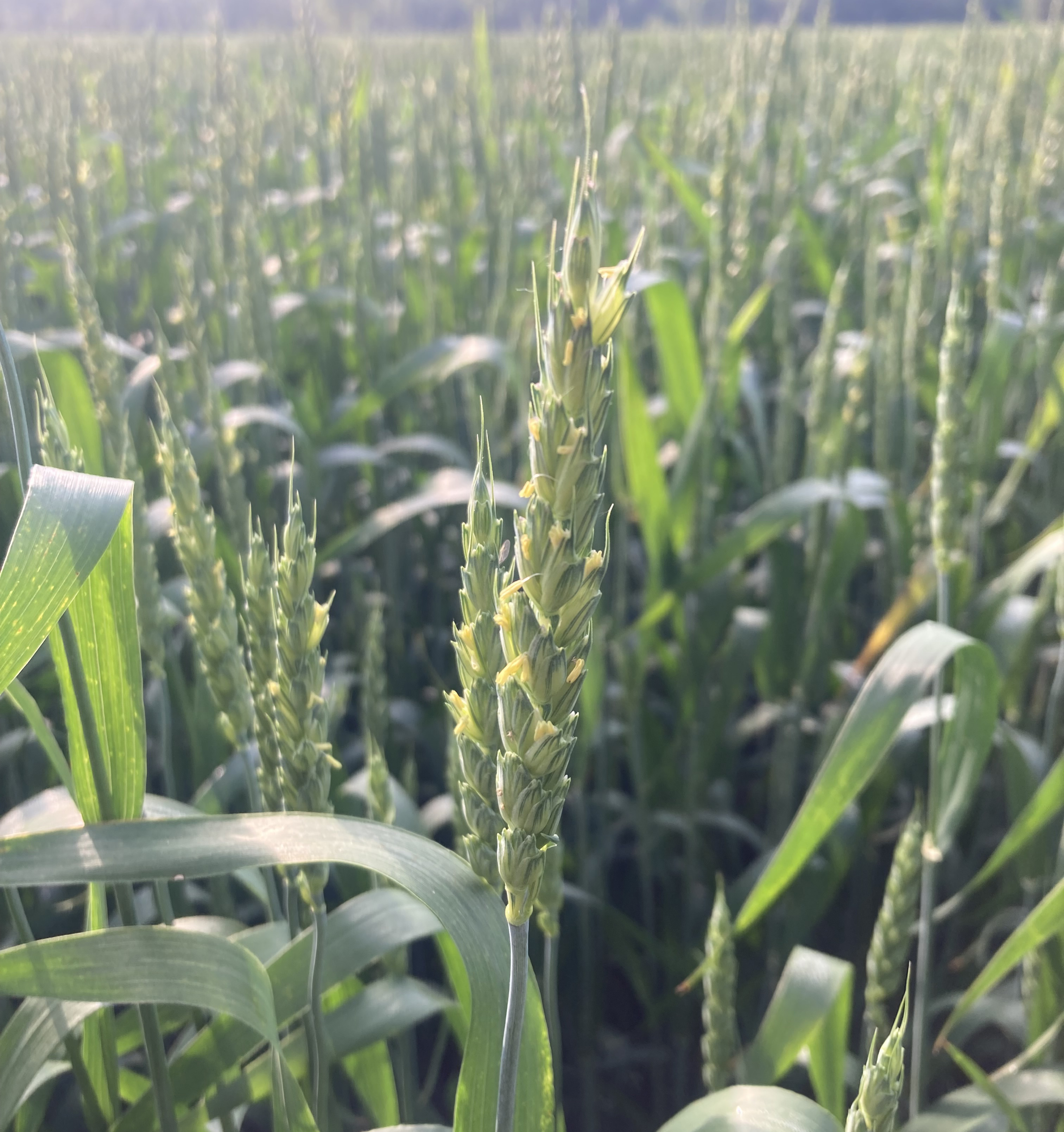 A wheat field with a singular focus on one flowering wheat head.
