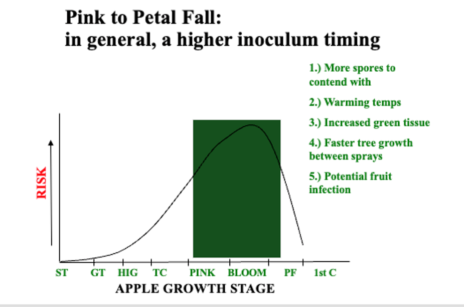 Pink-petalfall-graph-Rosenberger-Cornell.png