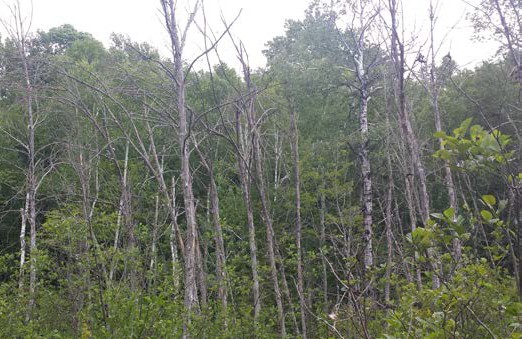 Forest stand with numerous dead and leafless ash trees rising above dense green undergrowth.