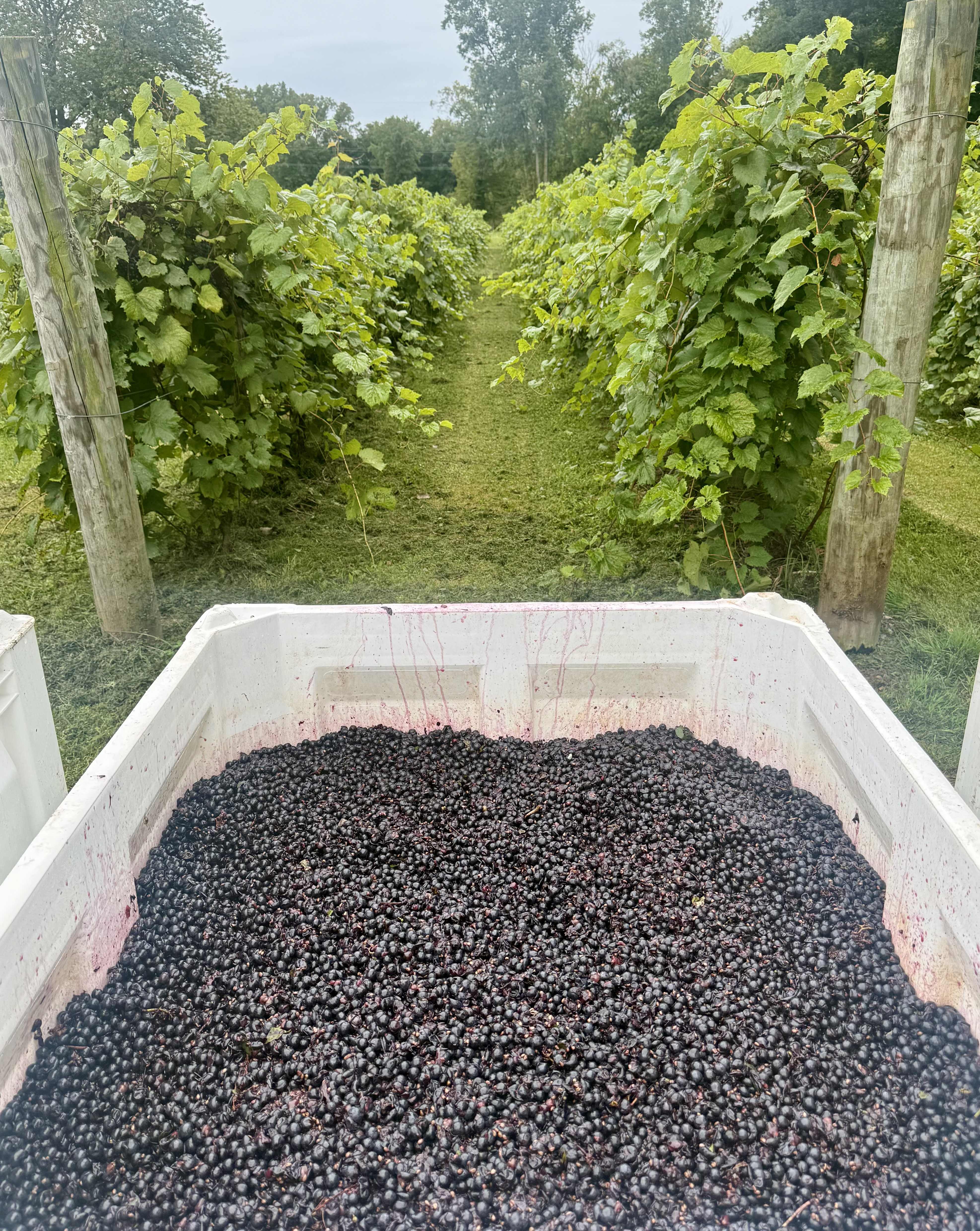 &lsquo;Petite Pearl&rsquo; vines following harvest.