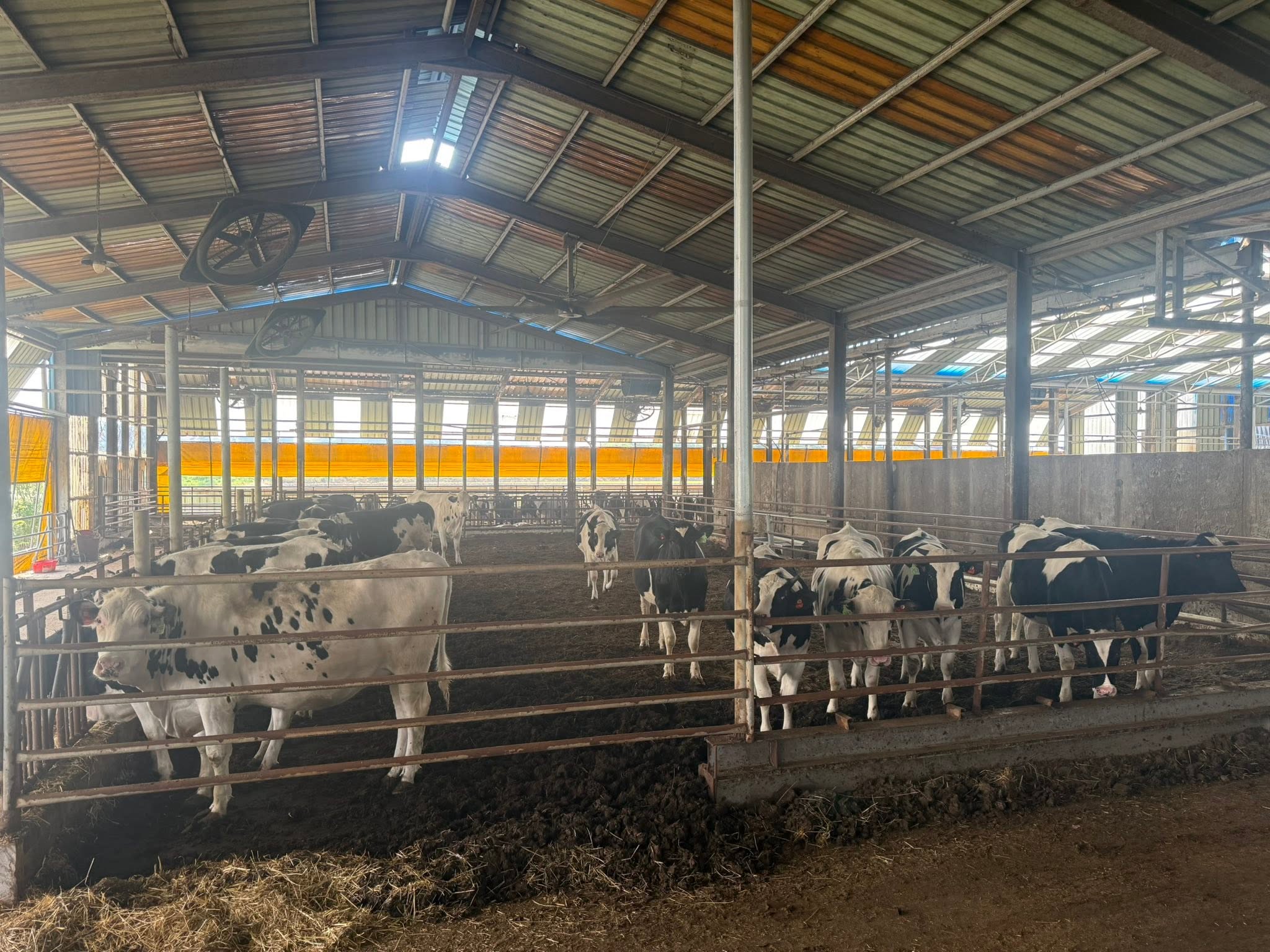 A group of dairy cows behind a gate.