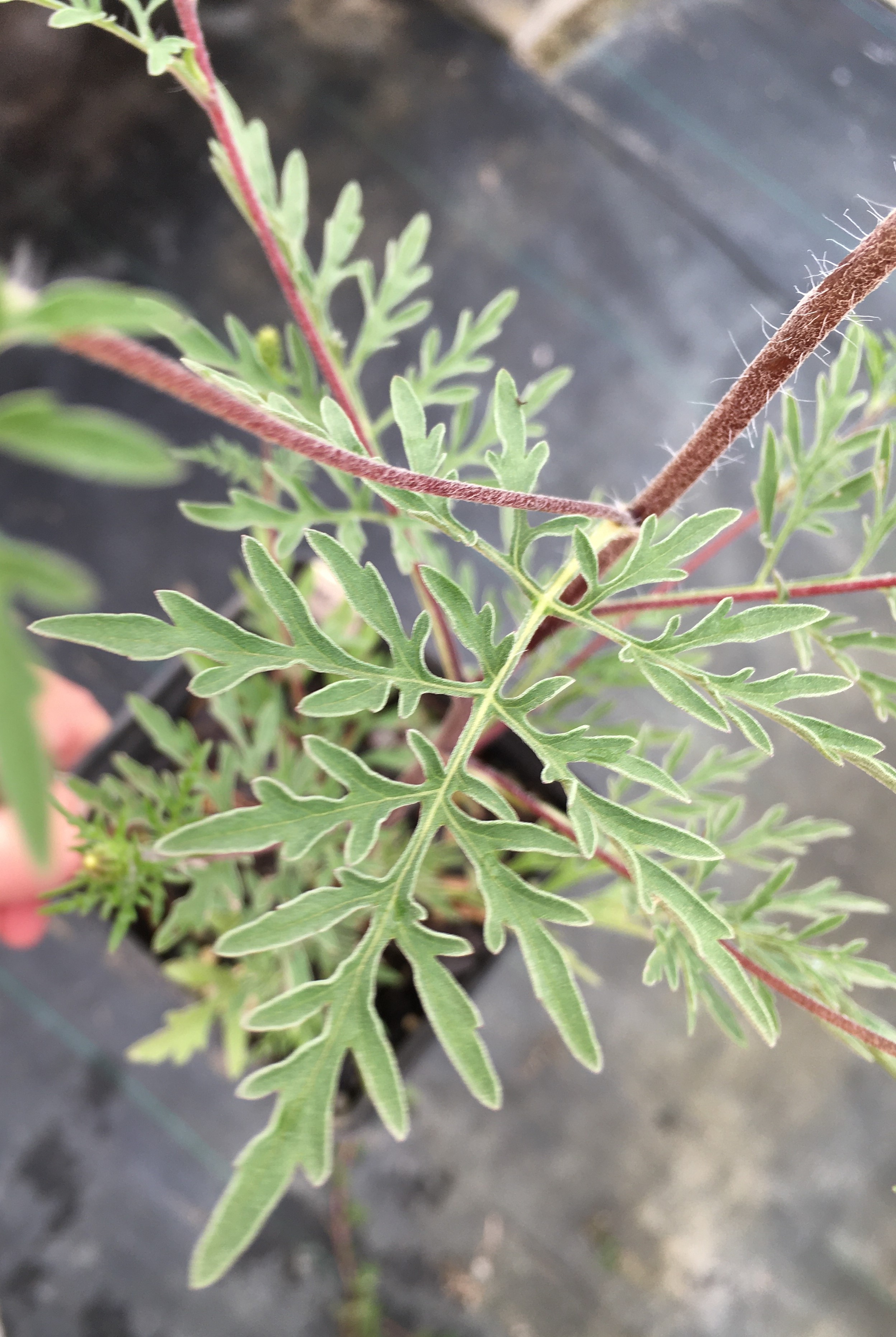How to identify and manage common ragweed in Christmas tree production ...