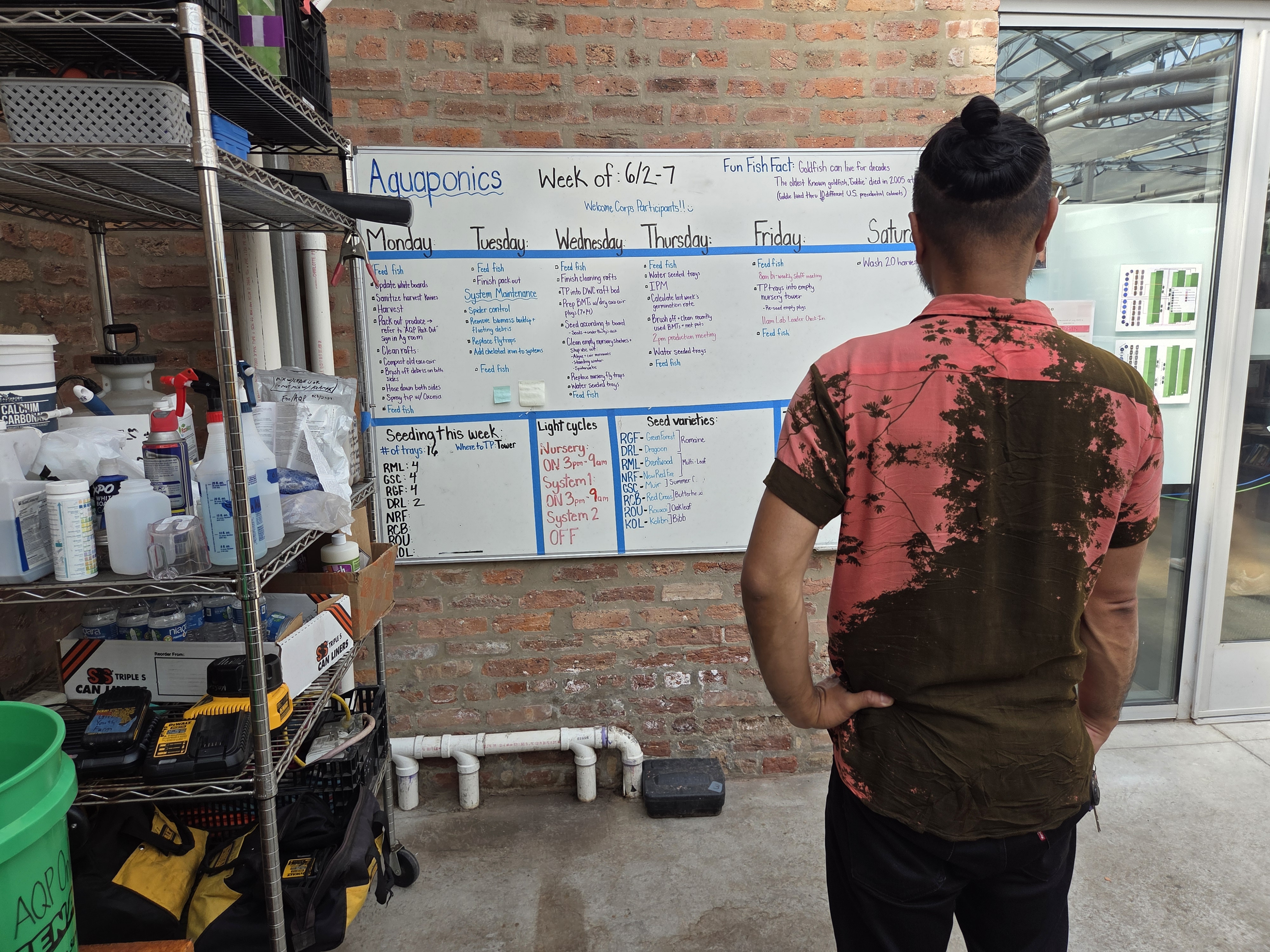 A man looking at a whiteboard with a weekly plan for managing the plants and fish for aquaponics