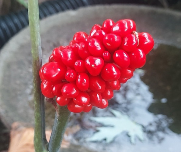 Propagating Jack-in-the-pulpit - Gardening in Michigan