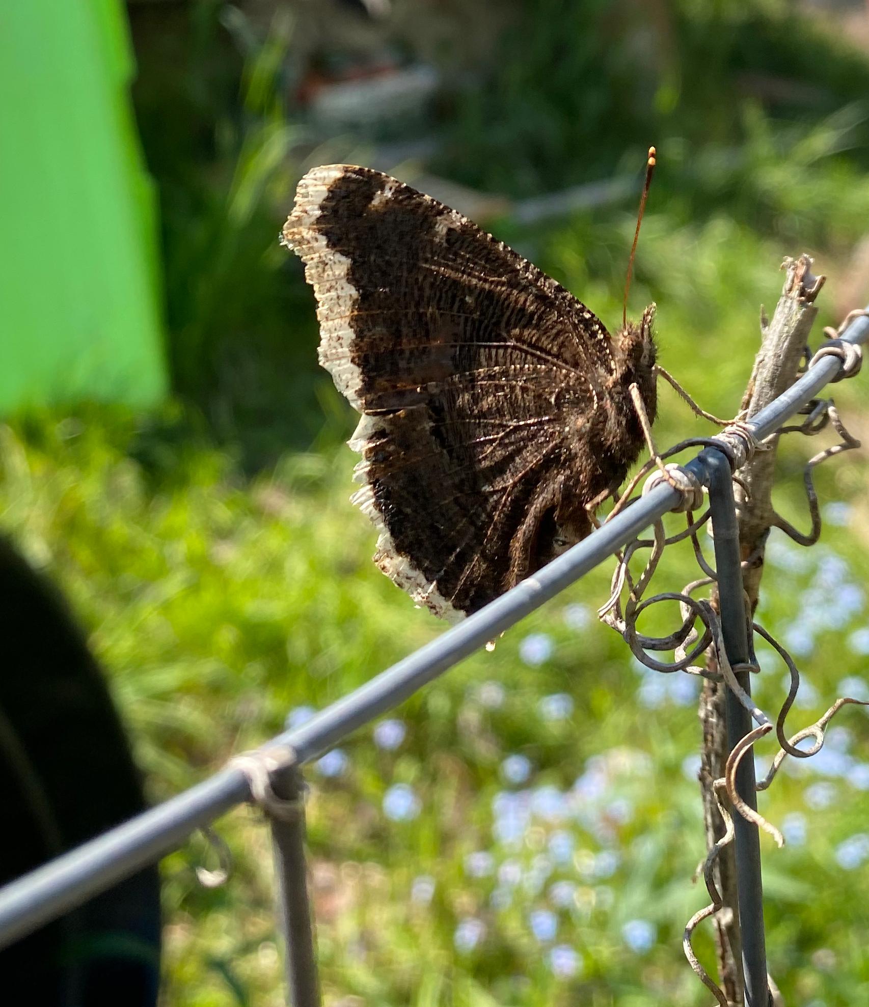 A mourning cloak butterfly on a chain link fence.