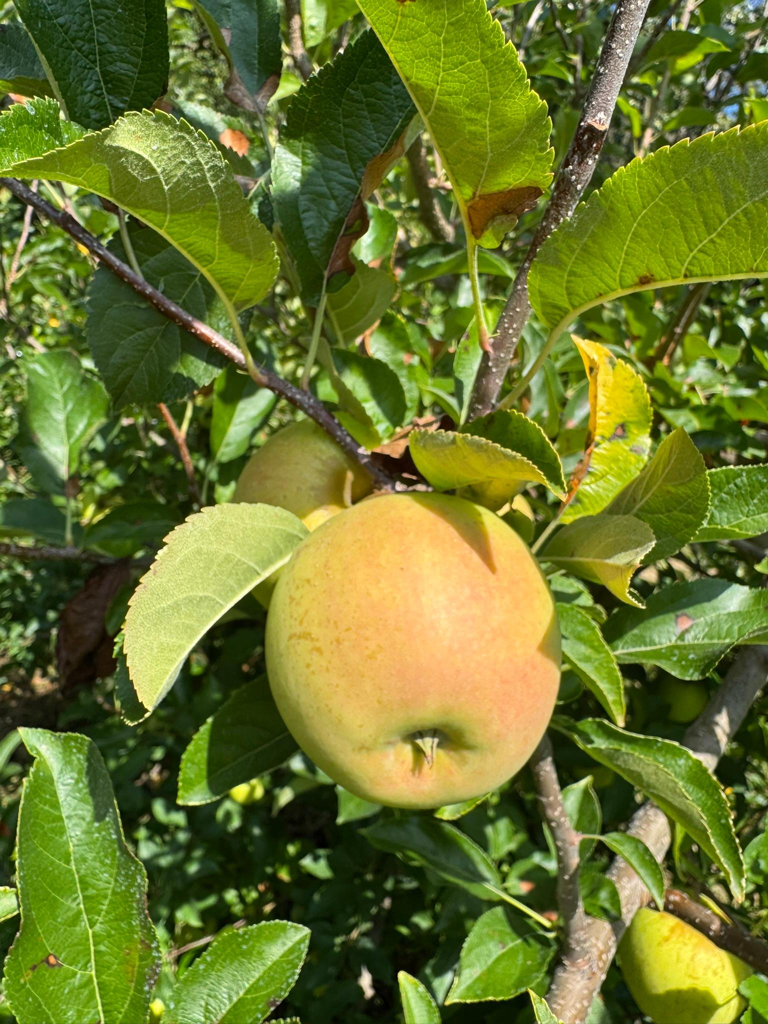 Apple_NorthernSpy_Spicers_September8_2025.JPEG