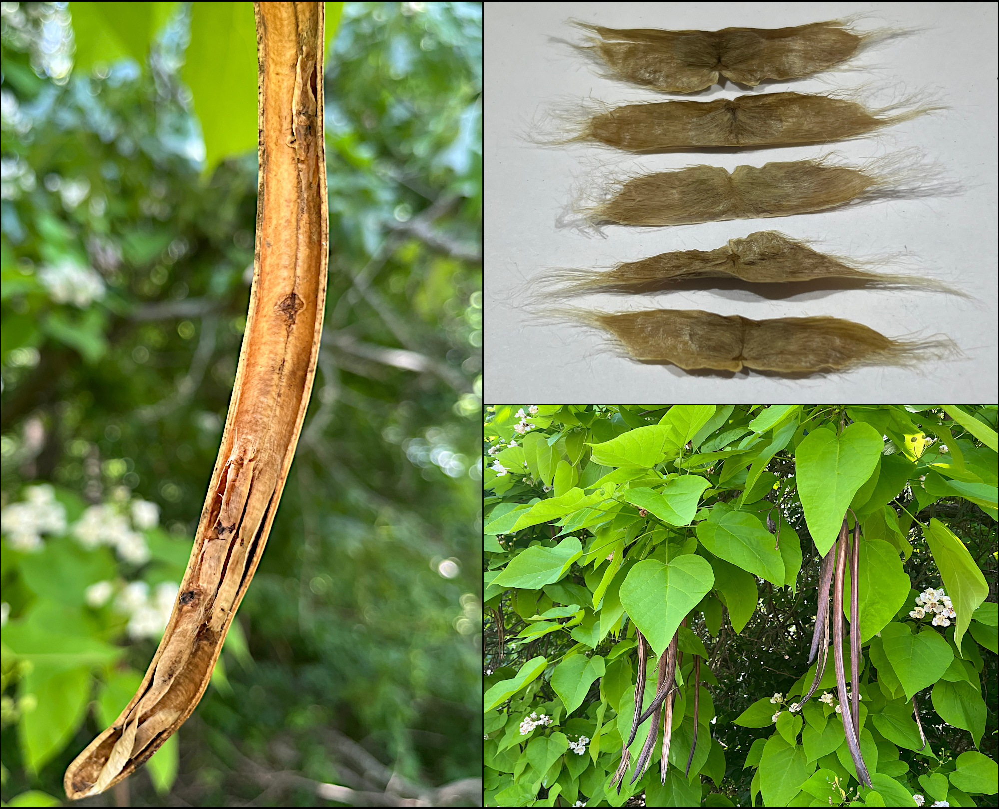 Clockwise from left to right: the inside of a seed pod, northern catalpa seeds, bean-like seed pods dangle among the heart-shaped leaves and flower clusters of the northern catalpa