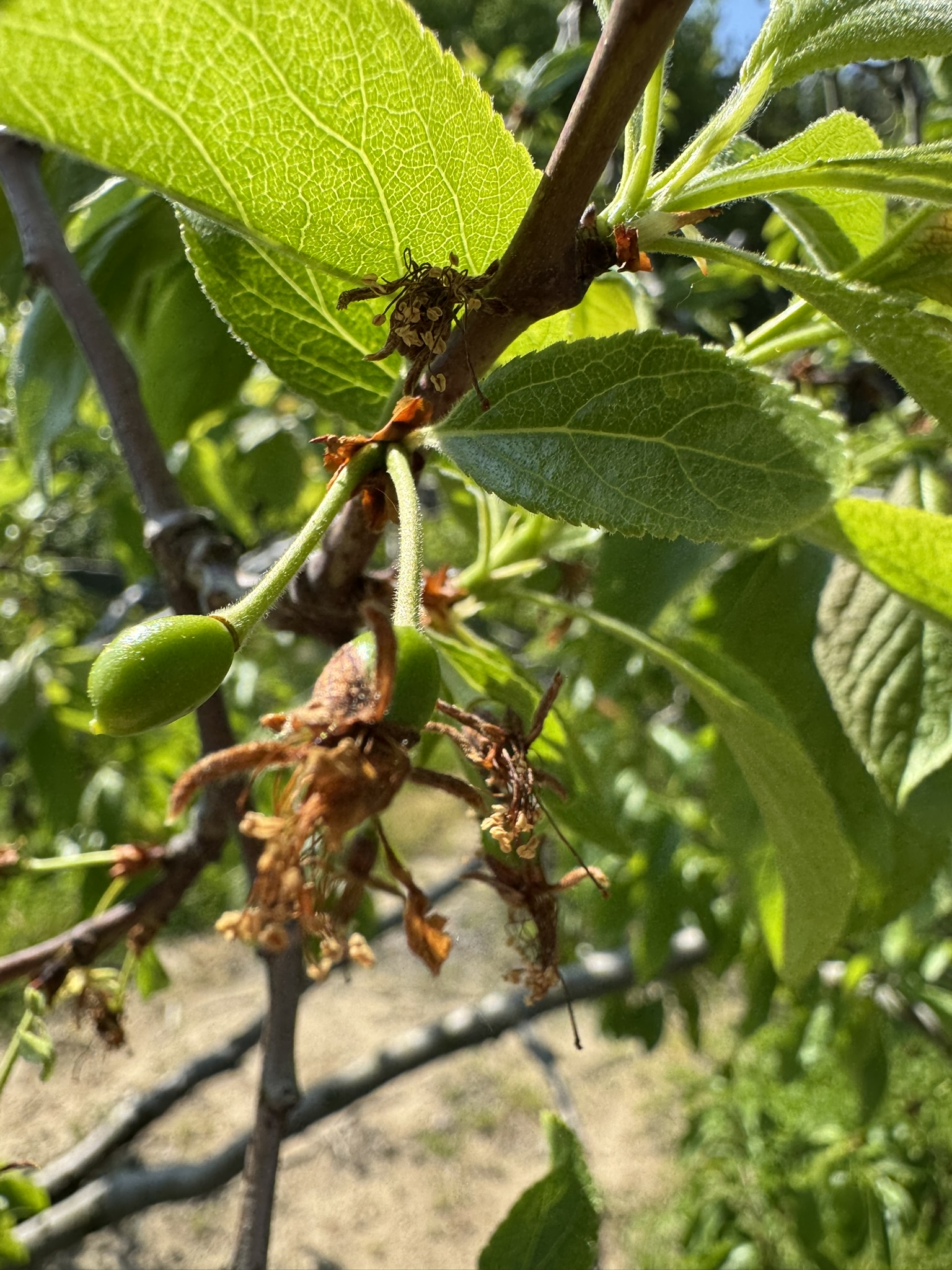 Italian plums at fruit set.