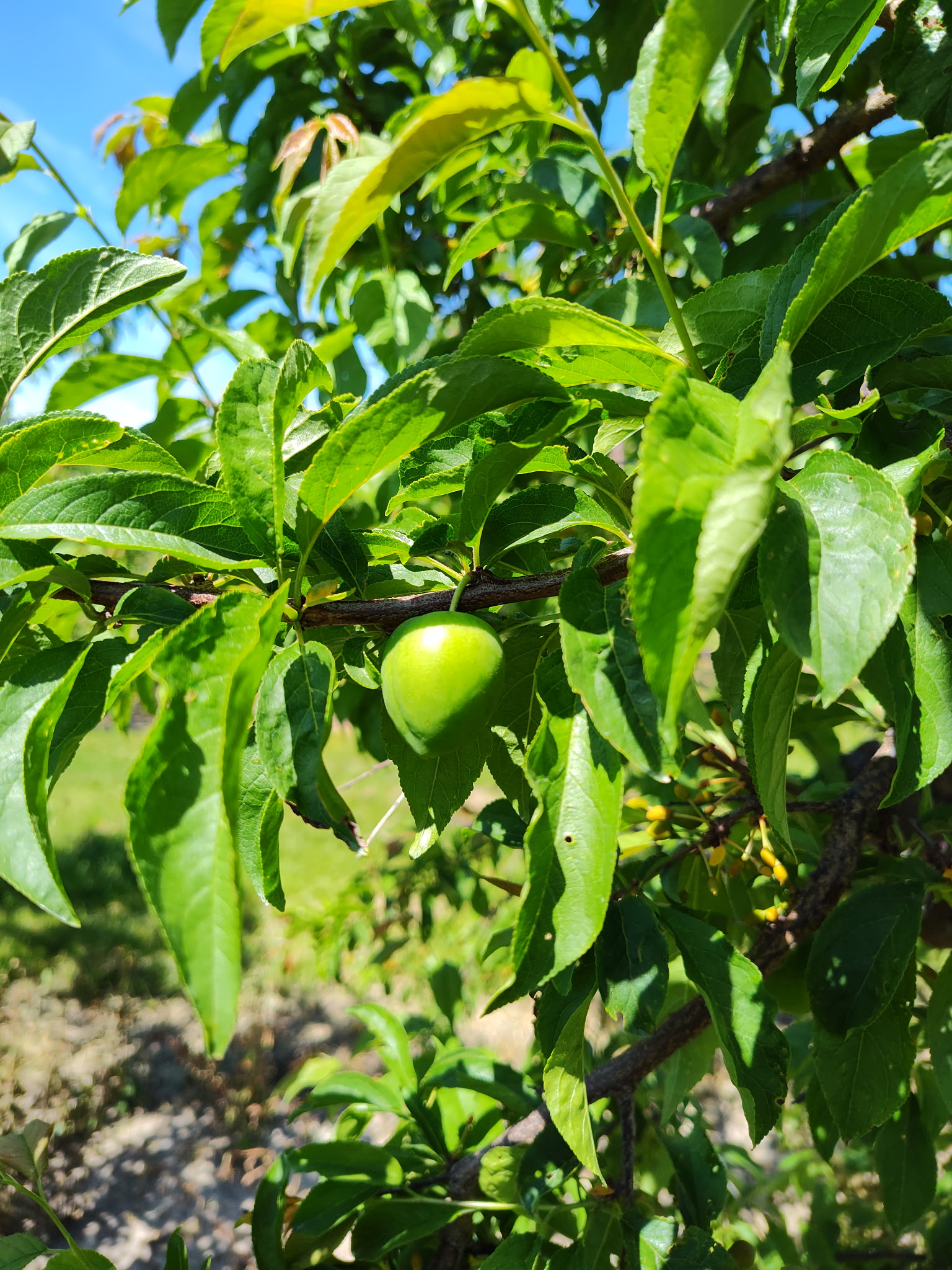 A small, green unripe plum. 