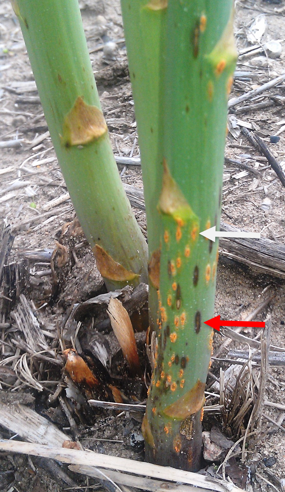 Purple spot and rust on asparagus plant.