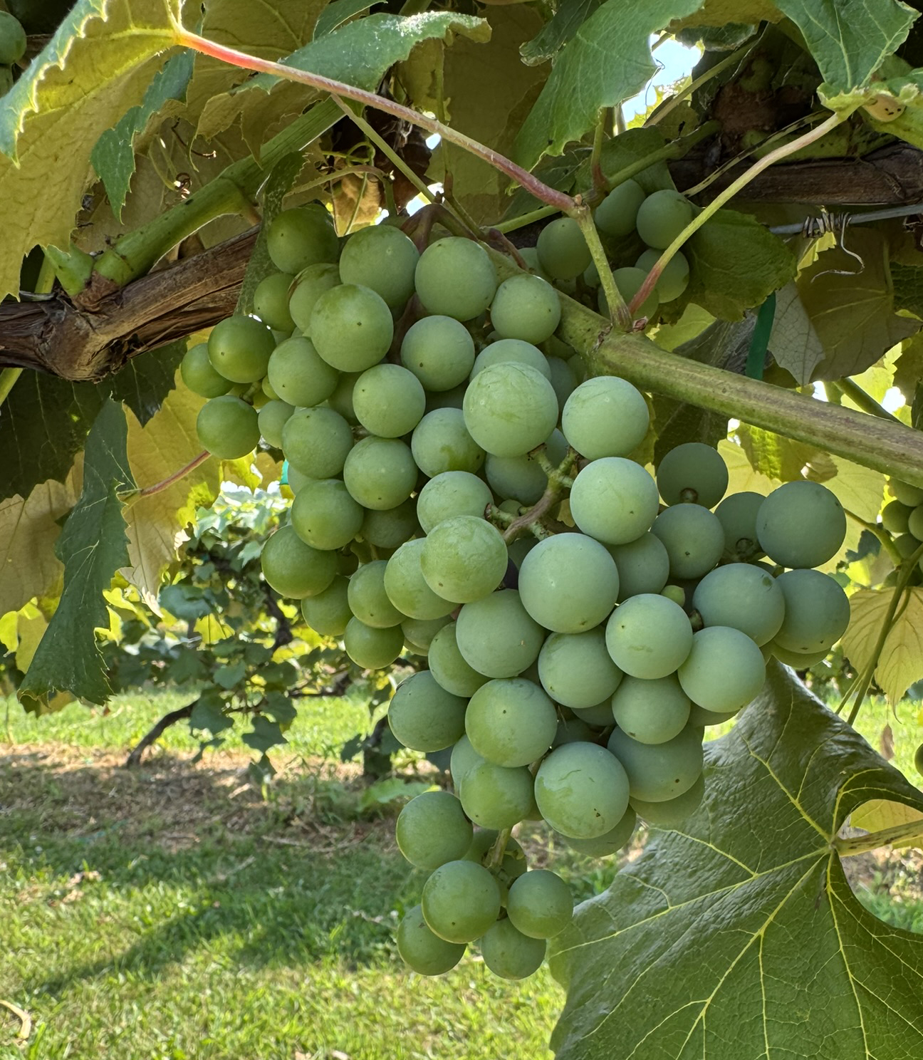 Concord clusters grapes.