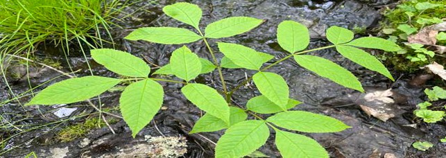 Young ash seedling with bright green compound leaves growing beside shallow water and wet forest soil.