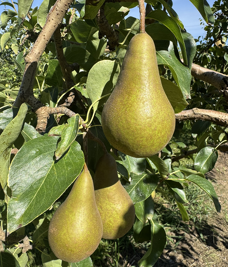 Three ripe green pears growing on a tree. 