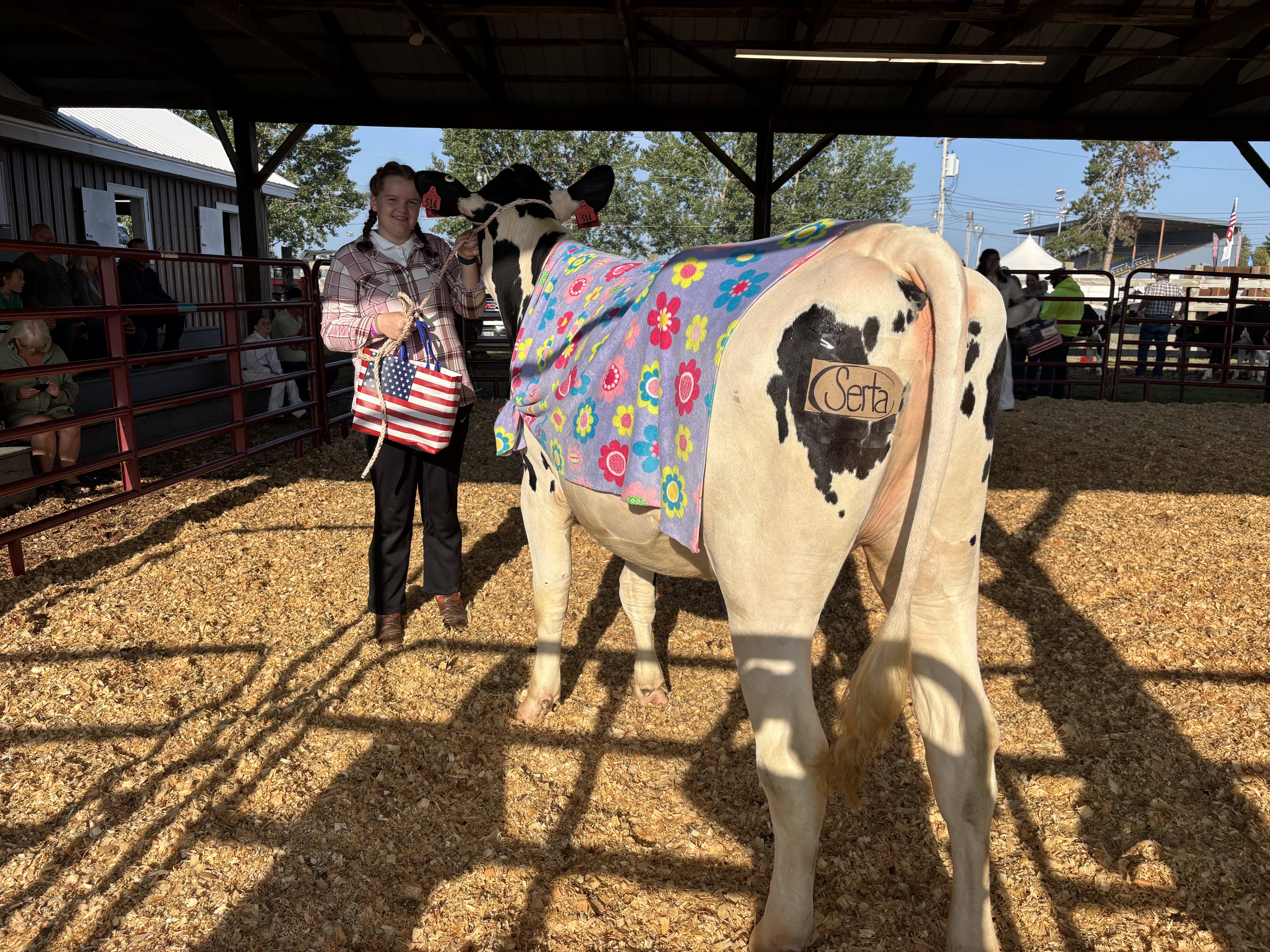 A cow wearing a costume.