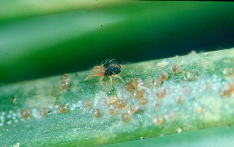 Macro image of a plant stem covered with small round eggs and a tiny mite, likely a pest species, clustered along the surface.
