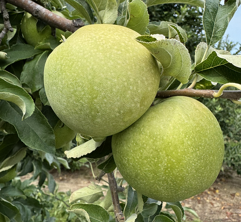Two large green apples growing on a tree. 