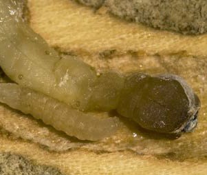 Close-up of a pale emerald ash borer larva with a segmented body and dark brown head feeding beneath tree bark.