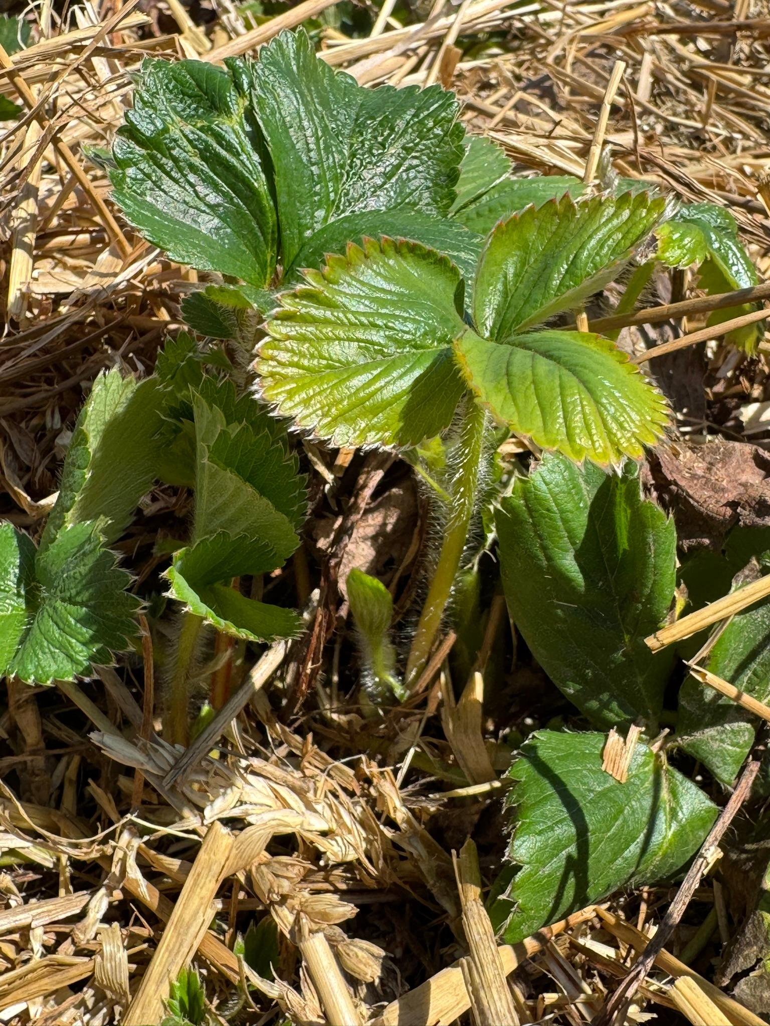Strawberry_Verellen_April22_2025.JPEG