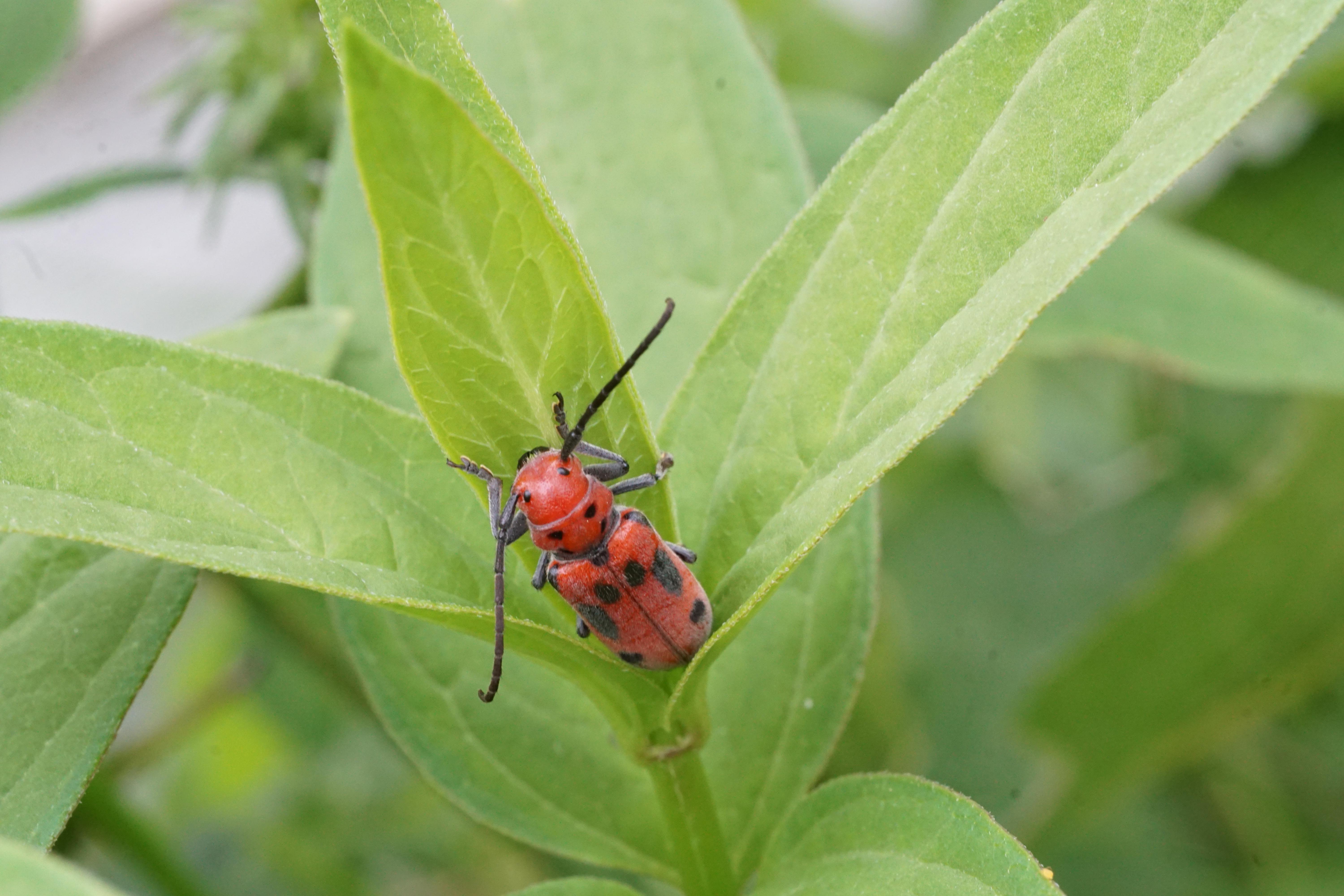 Red milkweed beetle perched on a leaf.