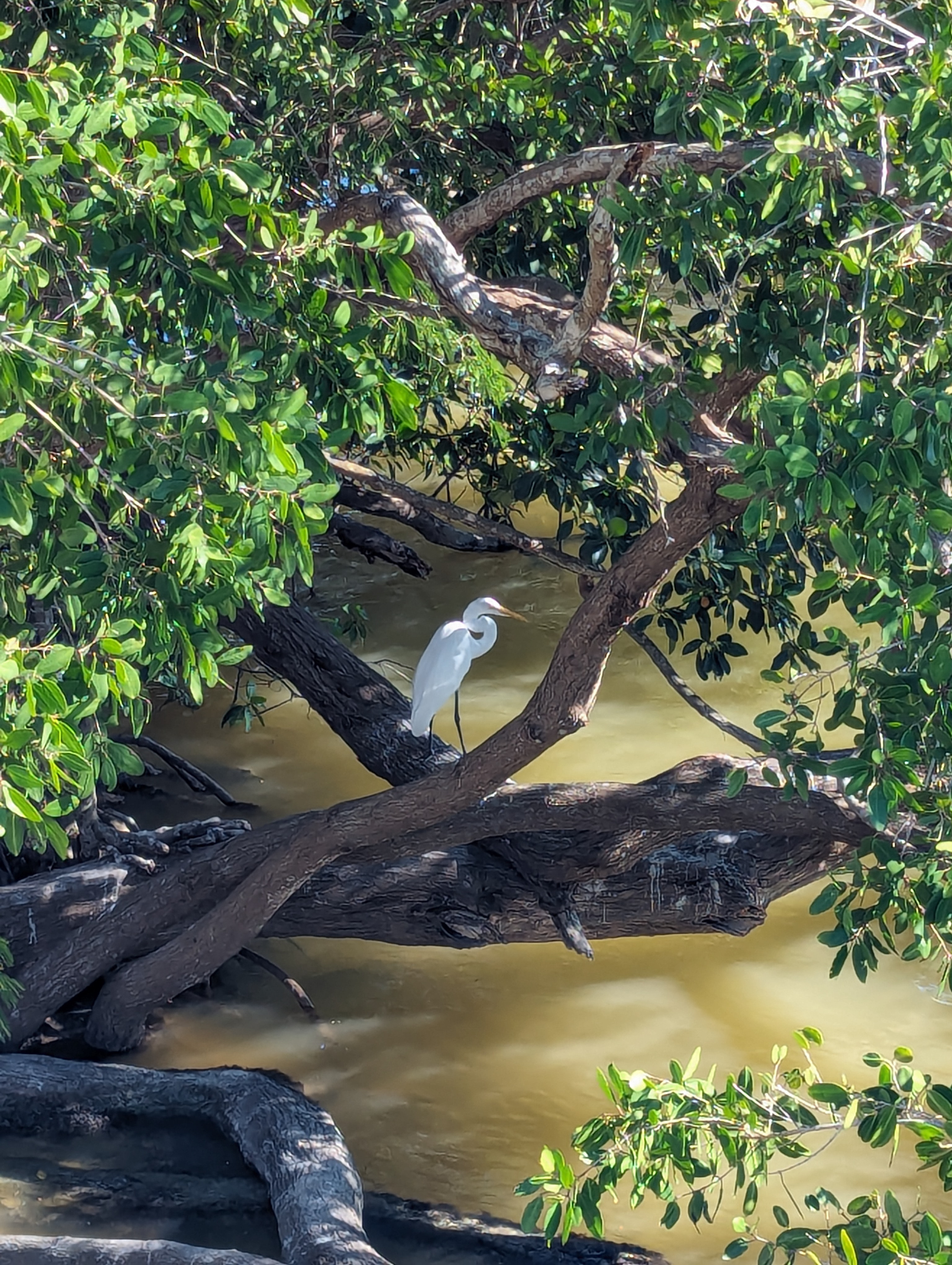 Mangrove.bird.jpg