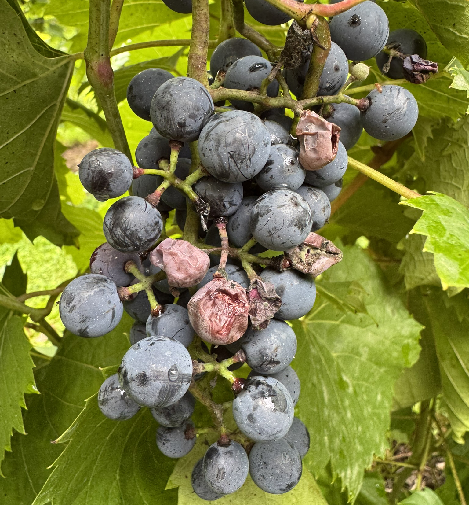 Grape_Frontenac_BirdDamageYoungblood_August31_2026.JPEG