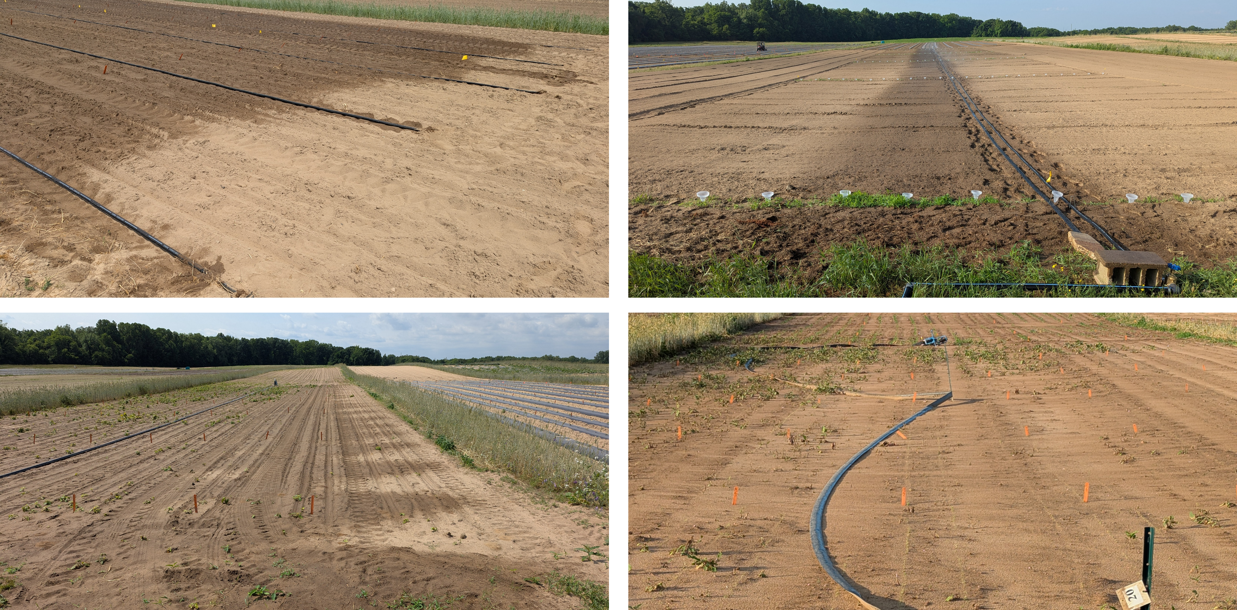 Composite image showing different stages and layouts of drip irrigation installation in a field, including close-ups of tubing, wide field rows, and irrigation lines curving across sandy plots.
