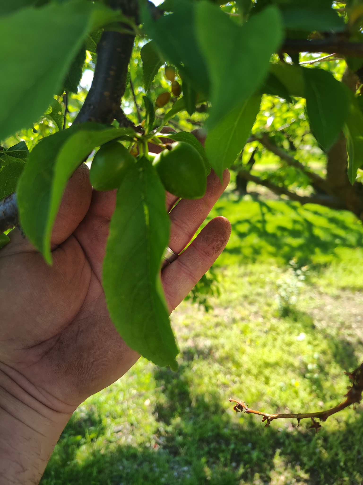 Two green, unripe plum fruits. 