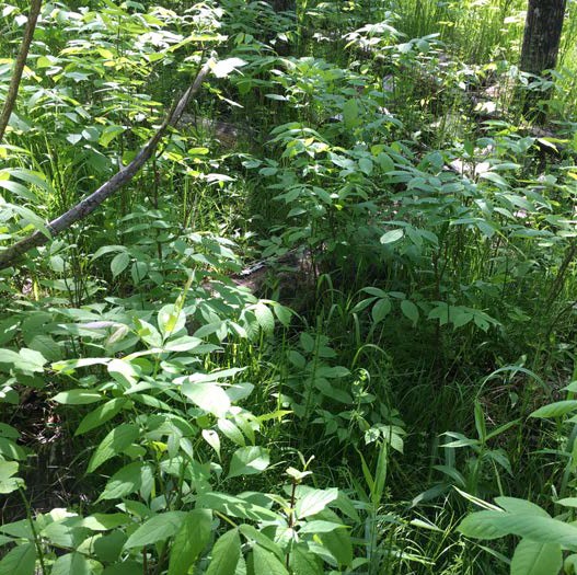 Group of people gathered in a forested wetland.