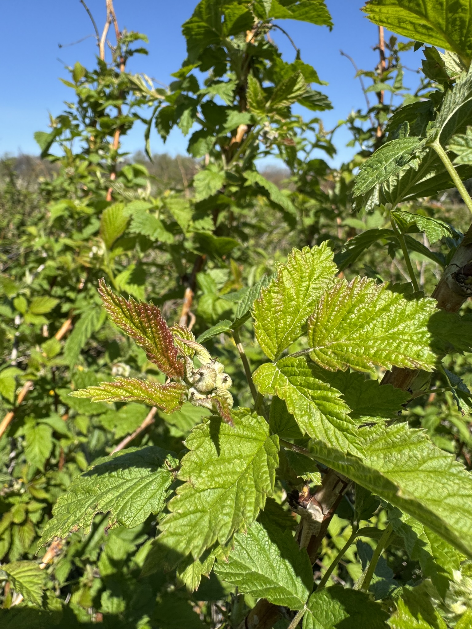 Raspberry_Summer_Spicers_May4_2026.JPEG