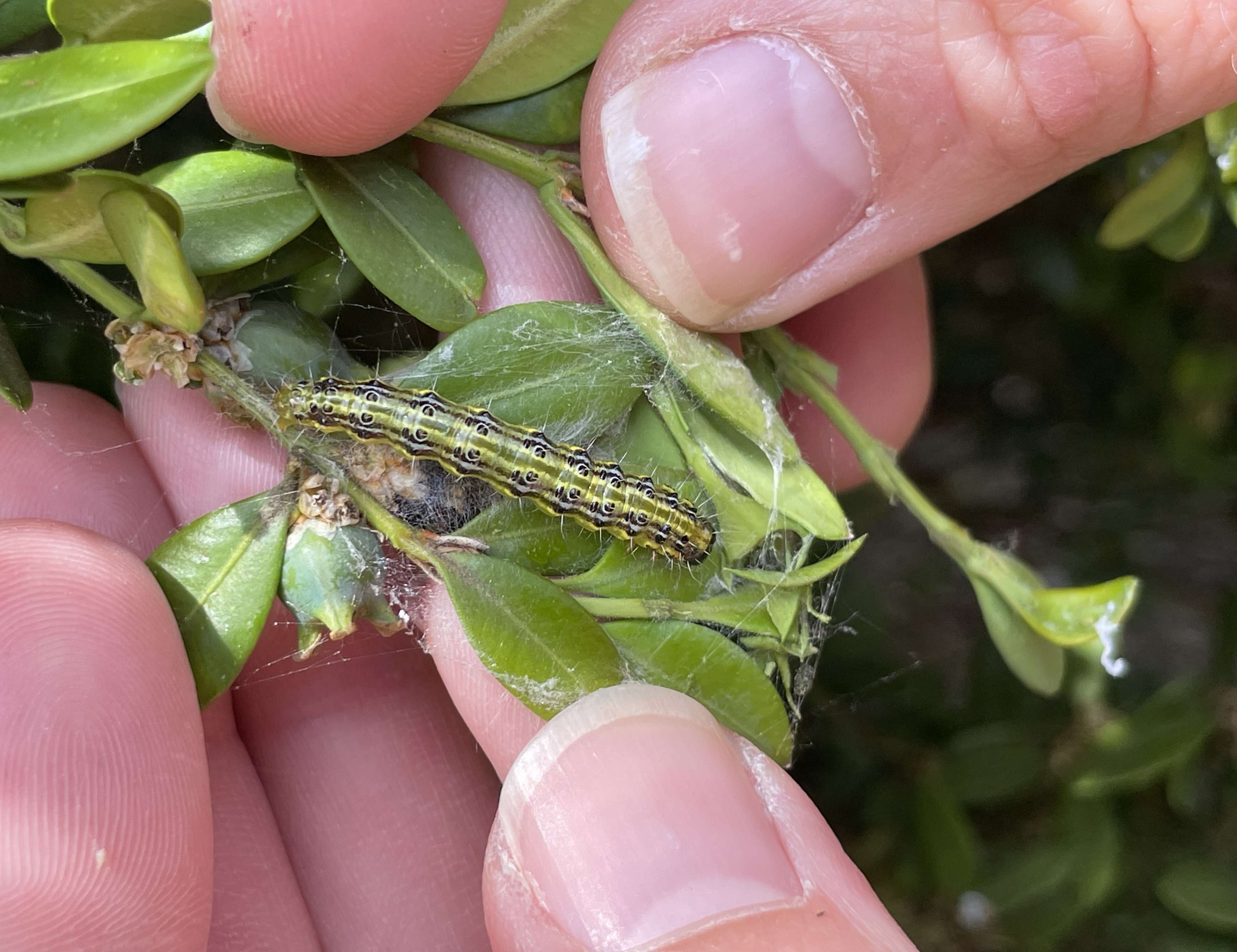 hand holding green leaves containing a green and black striped caterpillar