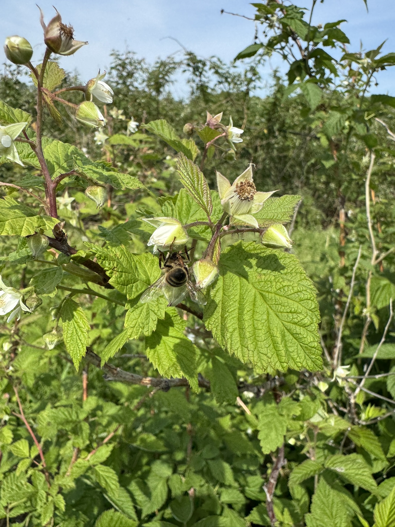 A bee pollinating a raspberry flower. 