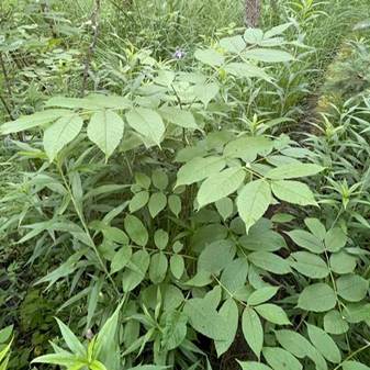 Young black ash saplings with compound leaves growing among tall grasses and wetland vegetation.