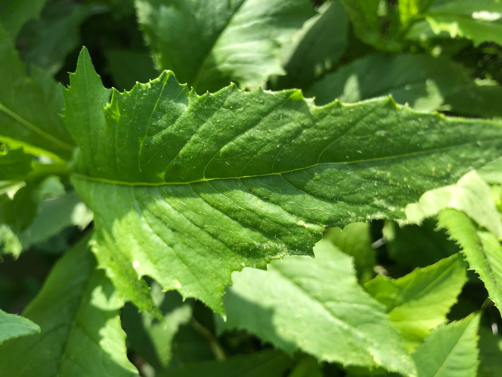 American burnweed leaf with toothed edges