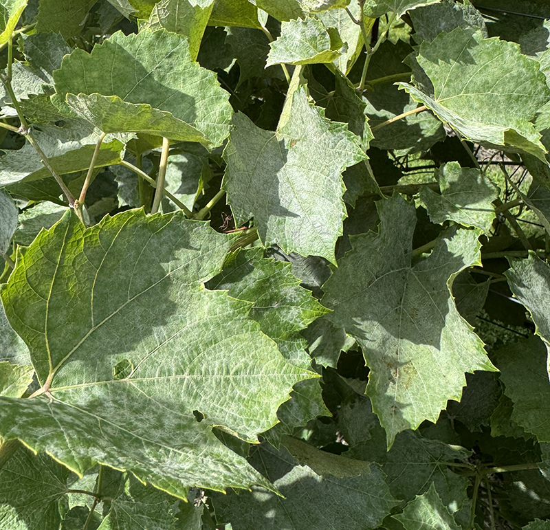 Grape_PowderyMildew2_Youngblood_August18_2026.JPEG