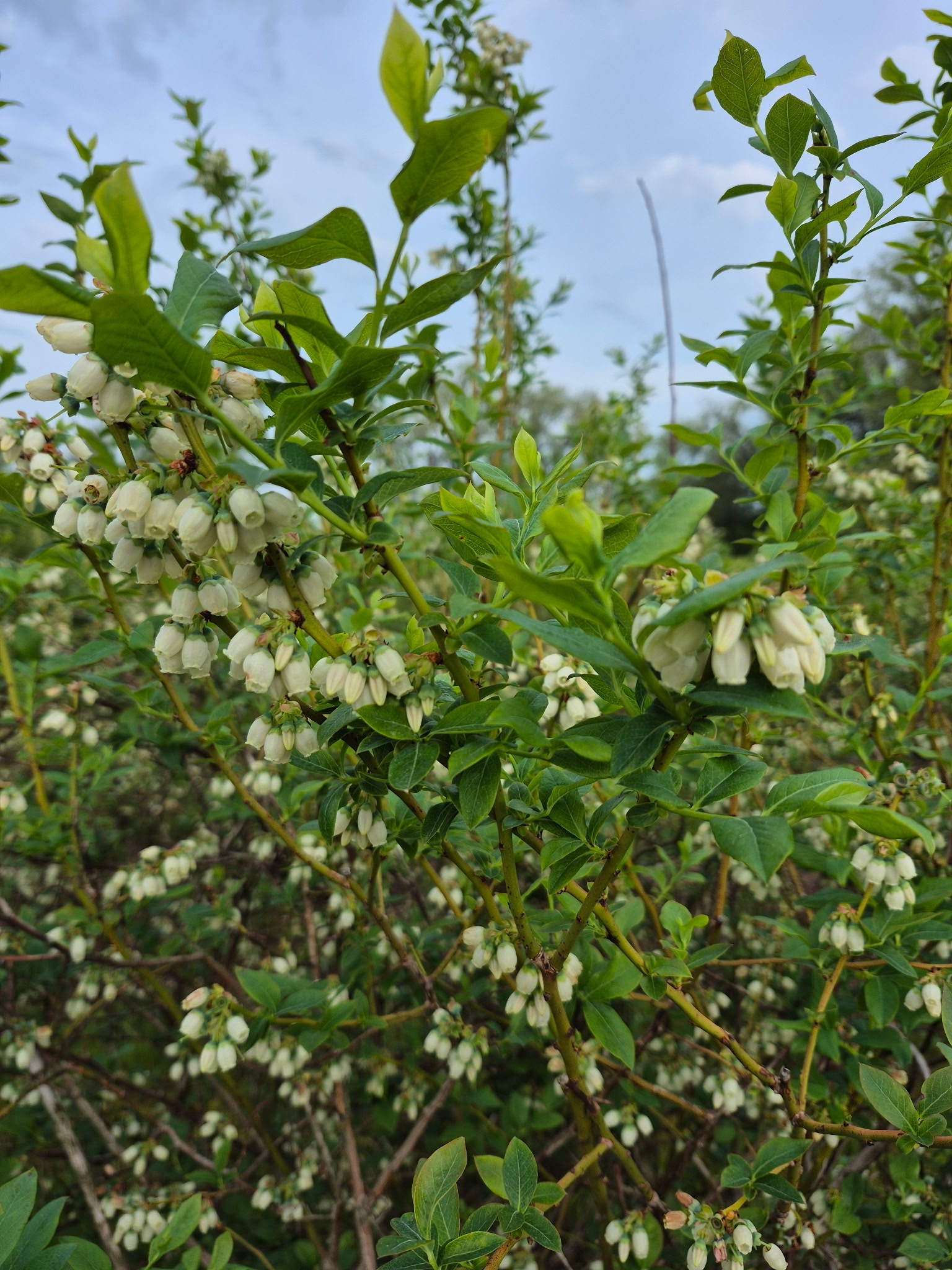 Blueberries blooming on a bush.