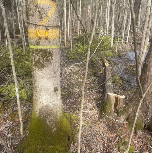 Ash tree in a wet forest marked with yellow paint and insect monitoring traps beside a recently cut stump.