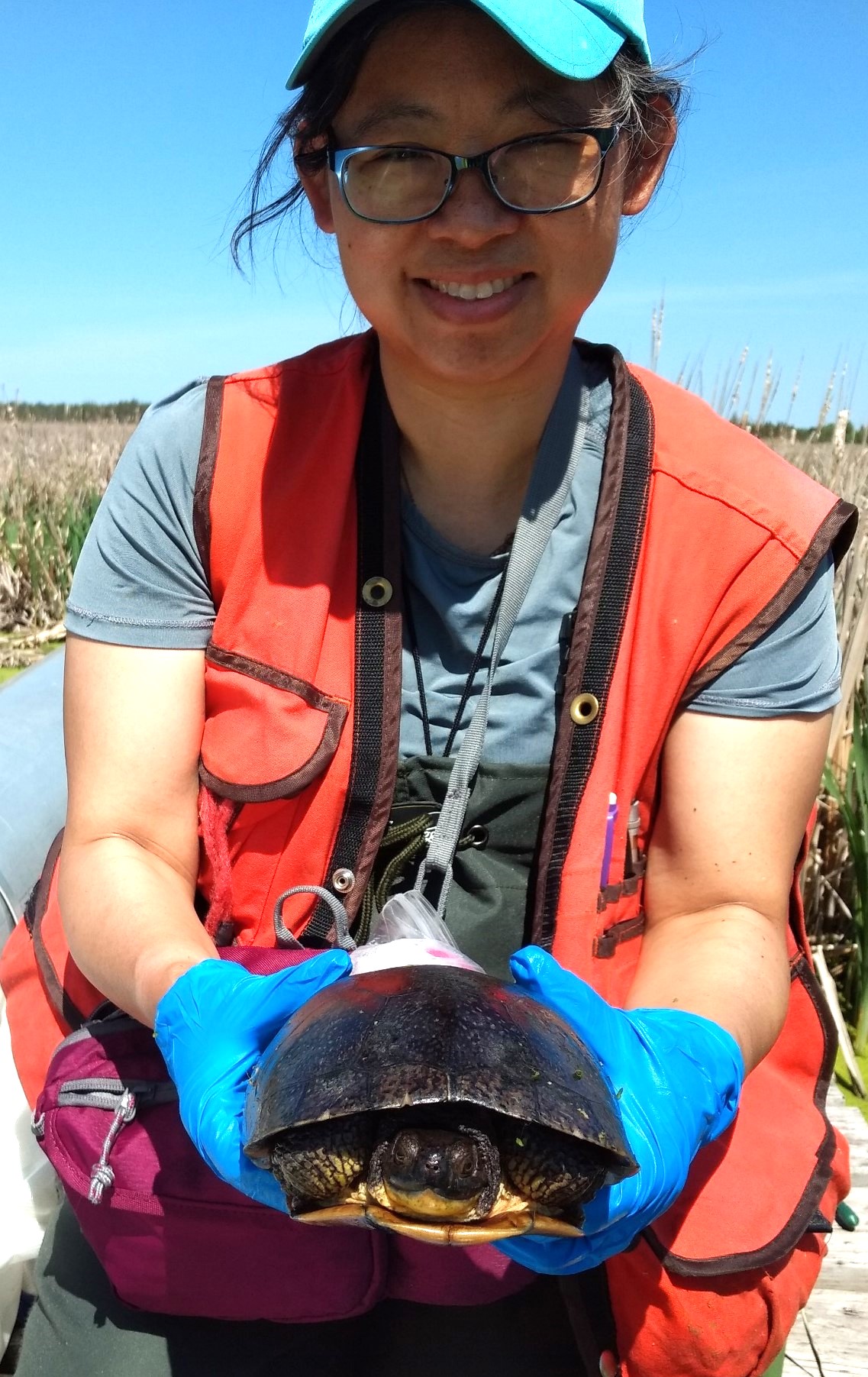 For decorative purposes.