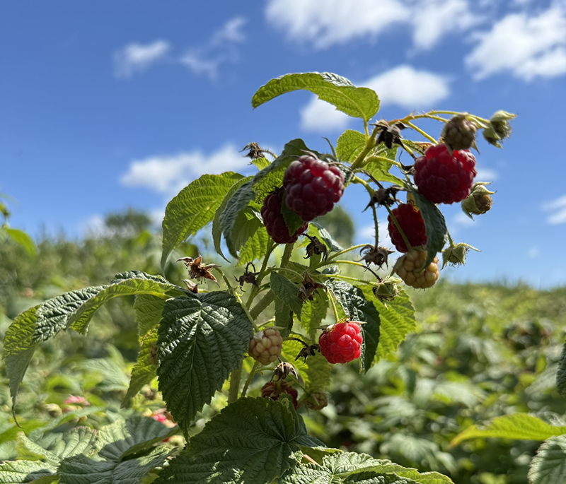 Fall raspberries ripening
