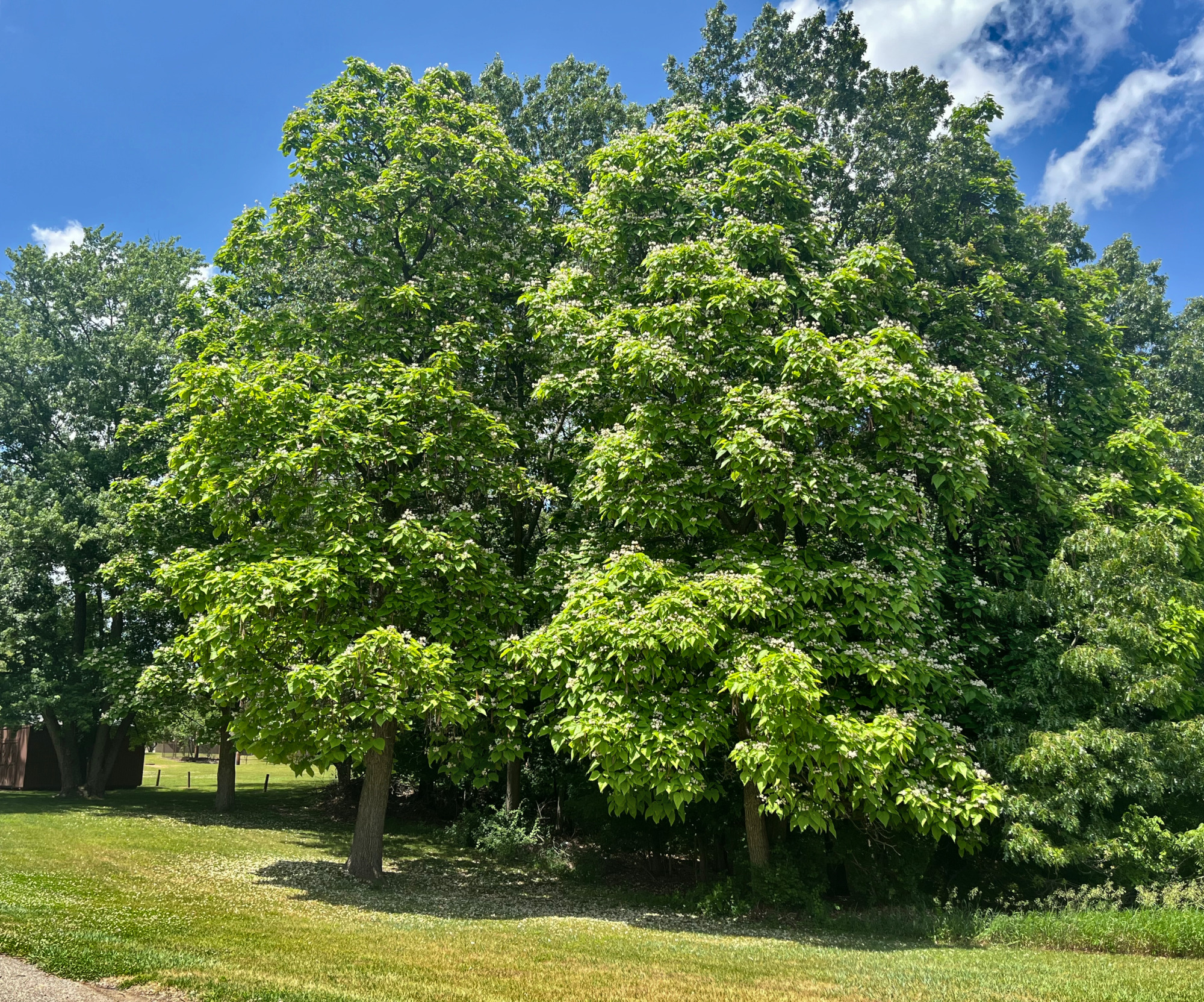 A Northern catalpa tree in the landscape.