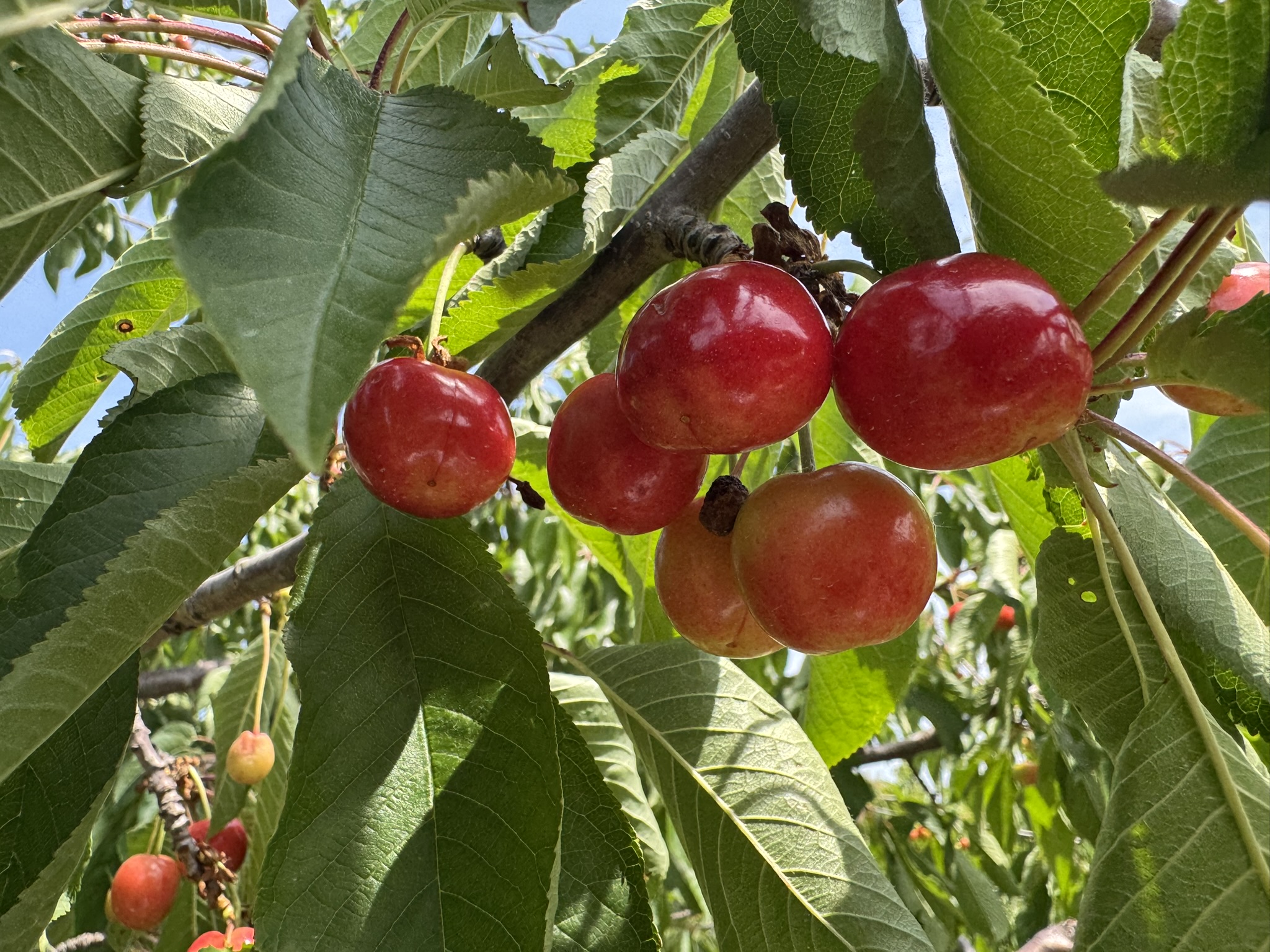 A cluster of cherries beginning to turn red. 