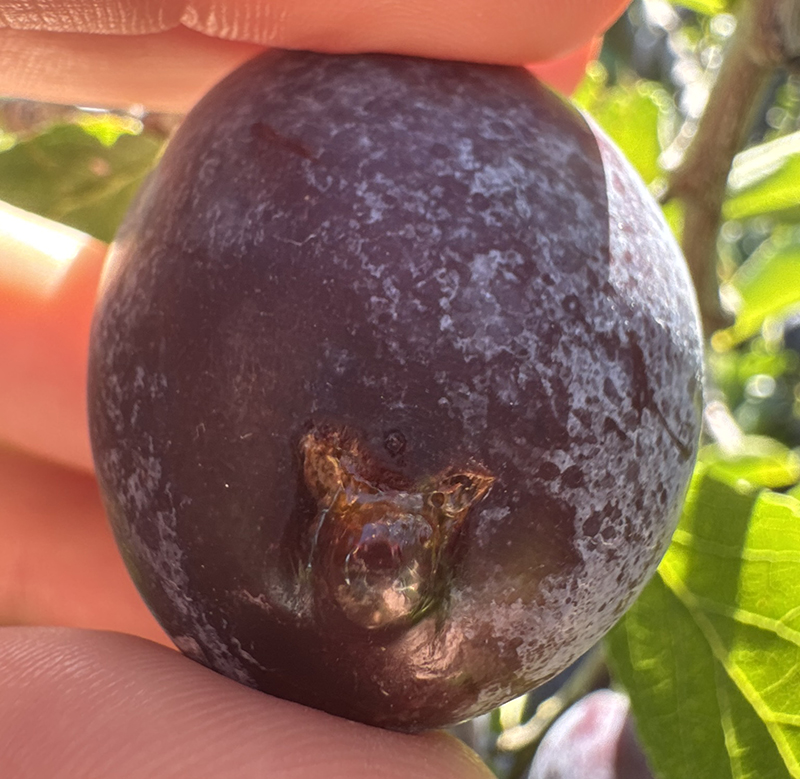 Plum_Marked4_Italian_Verellen_August18_2026.JPEG