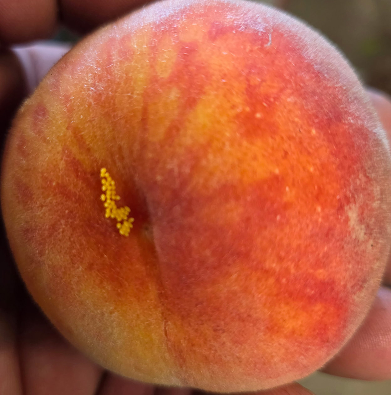 A cluster of yellow lady bug eggs on a peach.