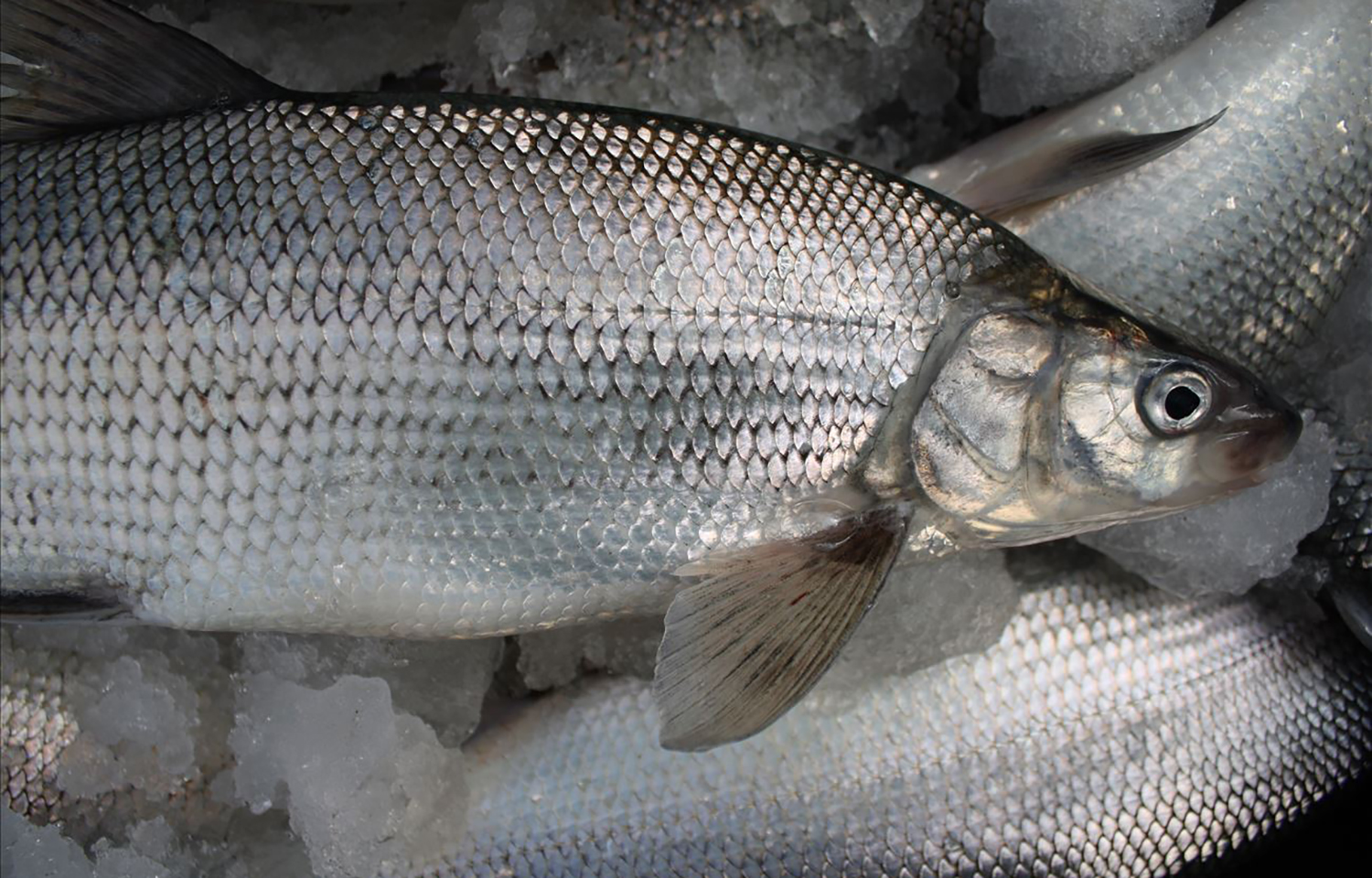 Whitefish_SeaGrantMichigan2.jpg