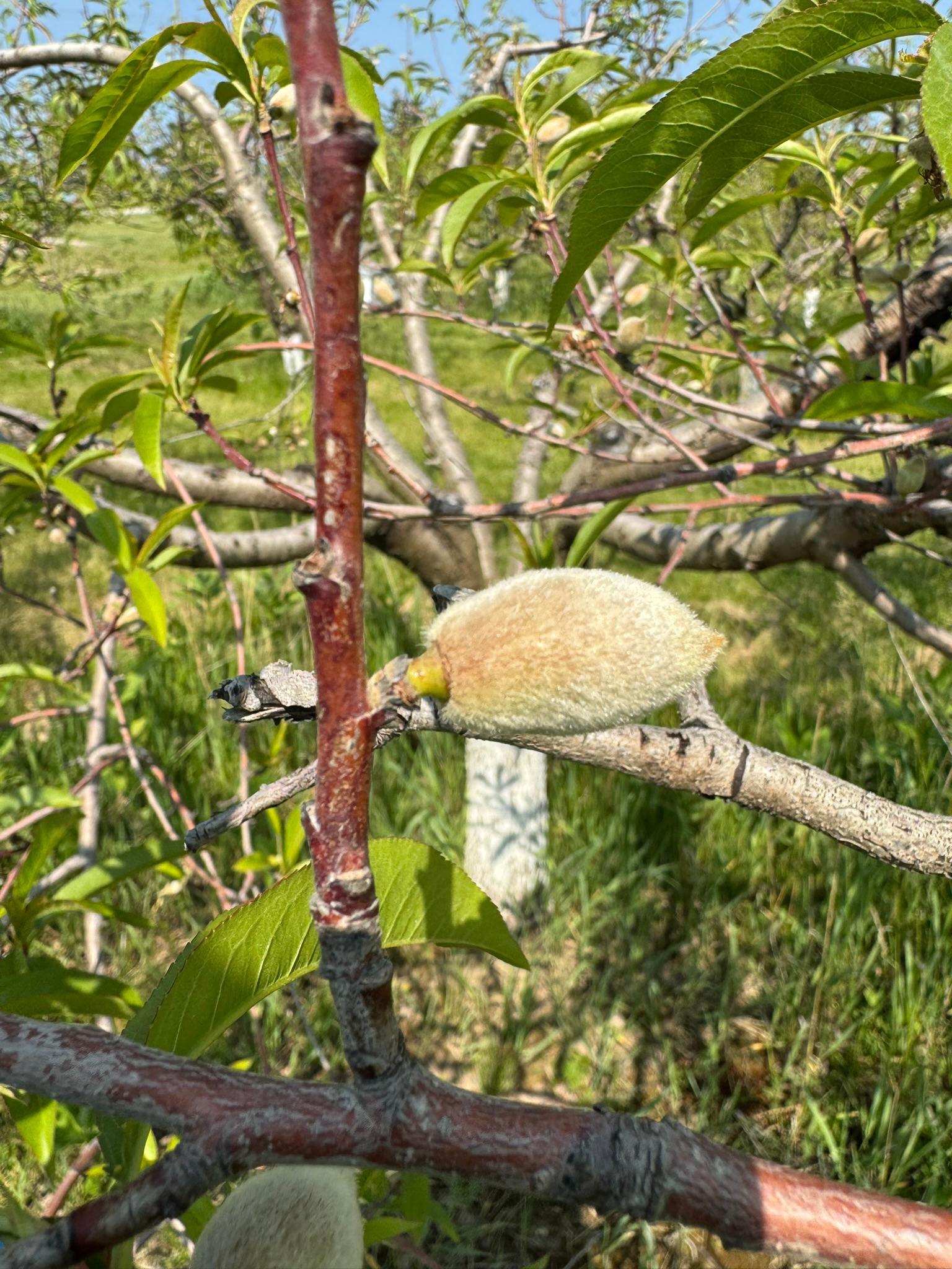 Peach_Spicers_June2_2025.JPEG