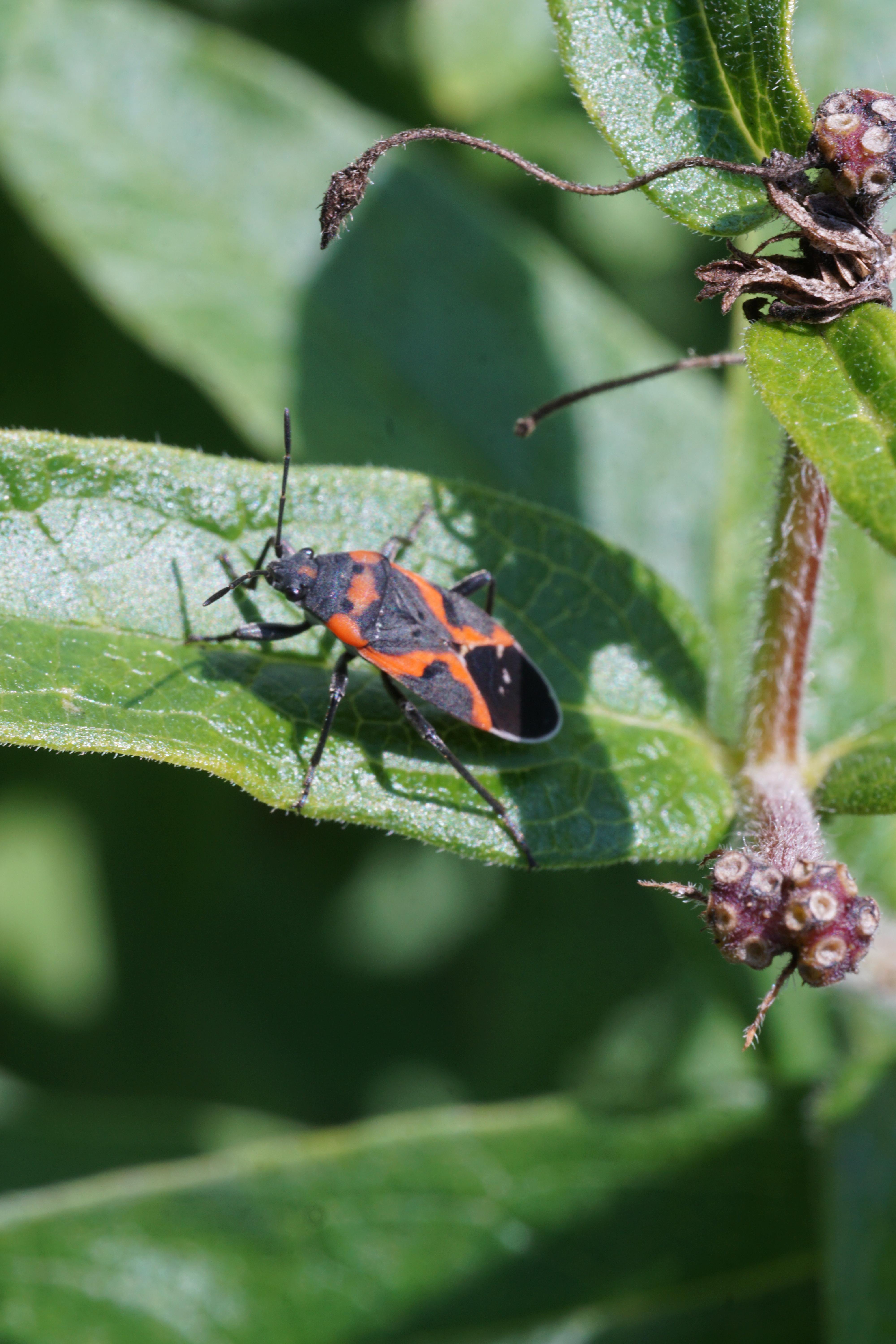 Small eastern milkweed bug on a leaf.